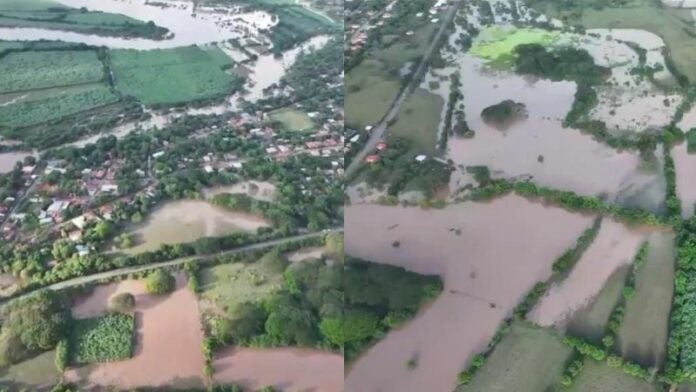 Lluvias arrasan con cultivos de melón y generan pérdidas millonarias