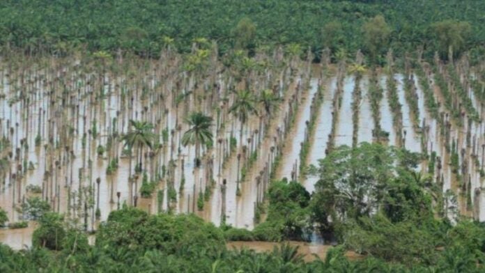 SAG: Tormenta Sara suma perdidas de L2,468 millones en cultivos