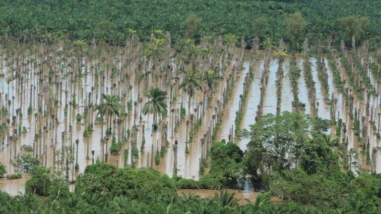 SAG: Tormenta Sara suma perdidas de L2,468 millones en cultivos