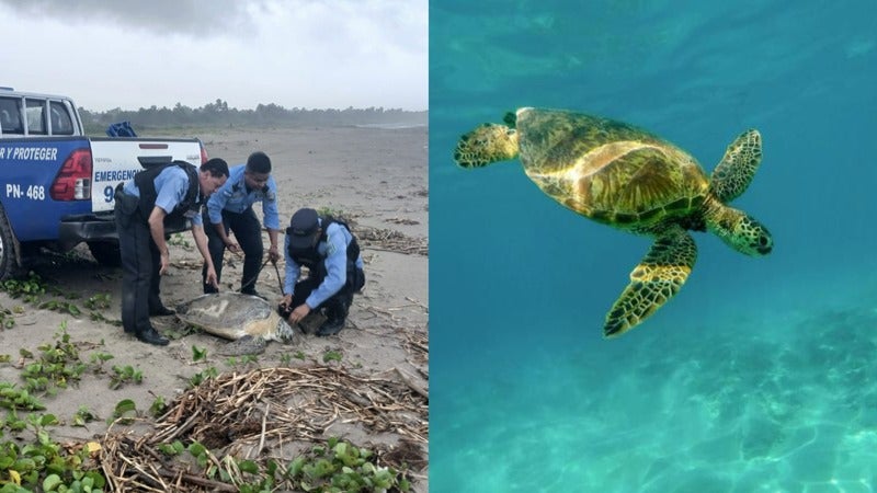 Rescatan a tortuga en Colón