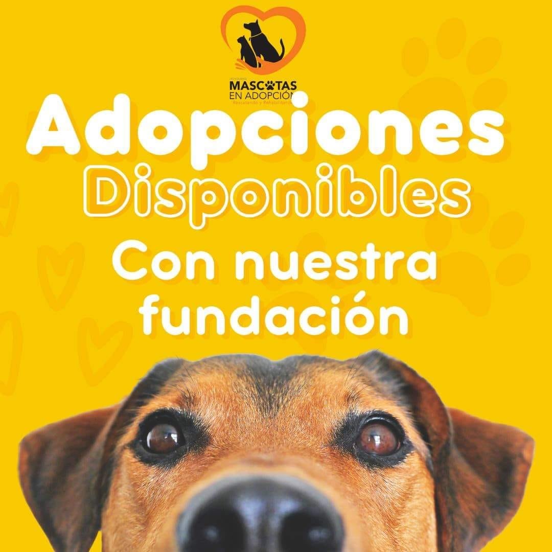 Adopciones 