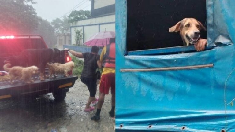 No se quedan atrás: hondureños evacúan junto a sus mascotas