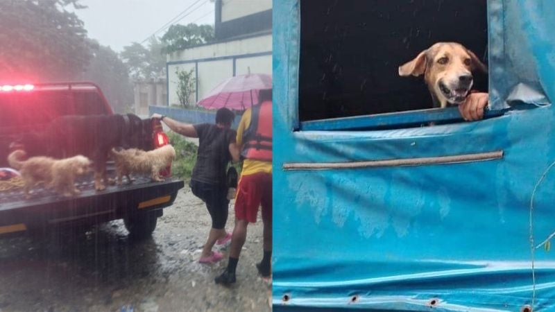 Hondureños evacuan junto a sus mascotas