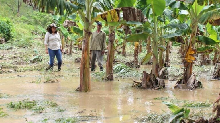 Colón: lluvias arrasan con más de 1,200 hectáreas de banano