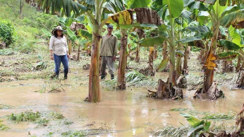 Lluvias arrasan con más de 1,200 hectáreas de banano en Colón