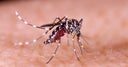dengue1-3