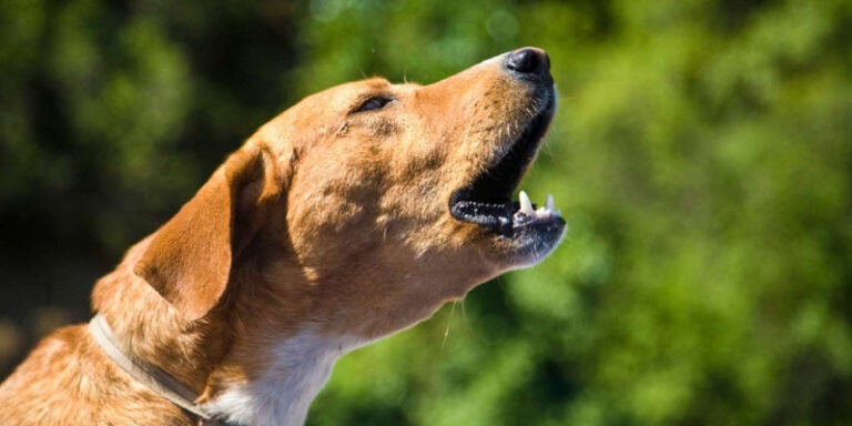 Cobrarán hasta 100 dólares por ladridos de perros domésticos en Panamá