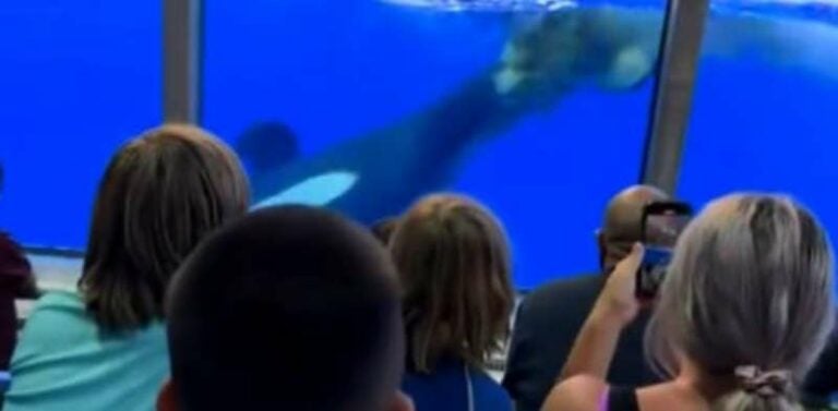 Orca se viraliza tras lanzar excremento a espectadores durante exhibición