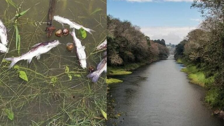 Autoridades investigan muerte masiva de peces cerca del Lago de Yojoa