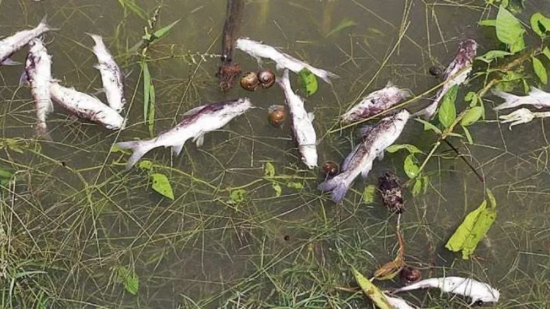 investigan muerte de peces Lago de Yojoa