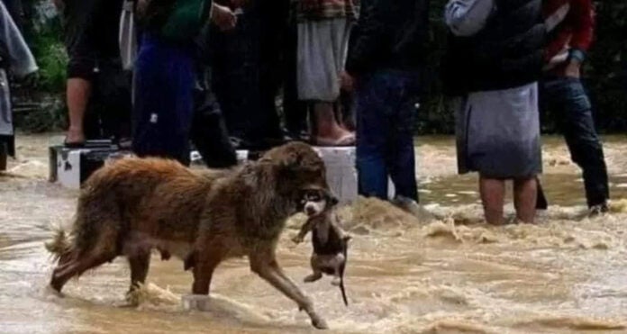 perra salva a su cachorro