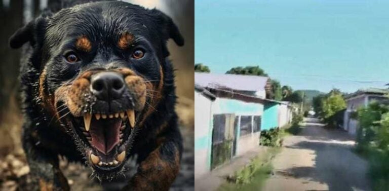 A cirugía una de las tres víctimas mordidas por rottweiler en SPS