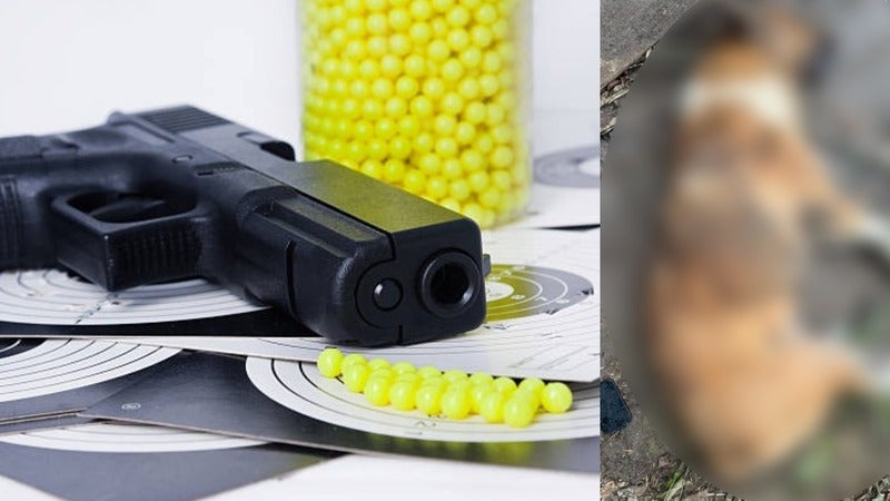 niño mata a perro con pistola de balines