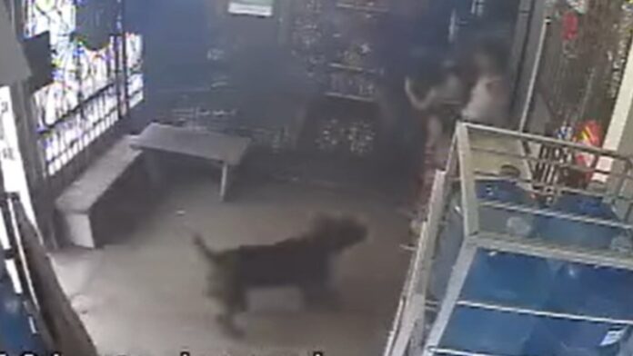 Dos niños son atacados por un pitbull en Tela