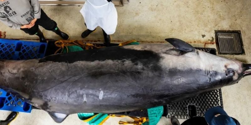 Encuentran una ballena con forma de delfín y dientes de pala ¿En dónde?