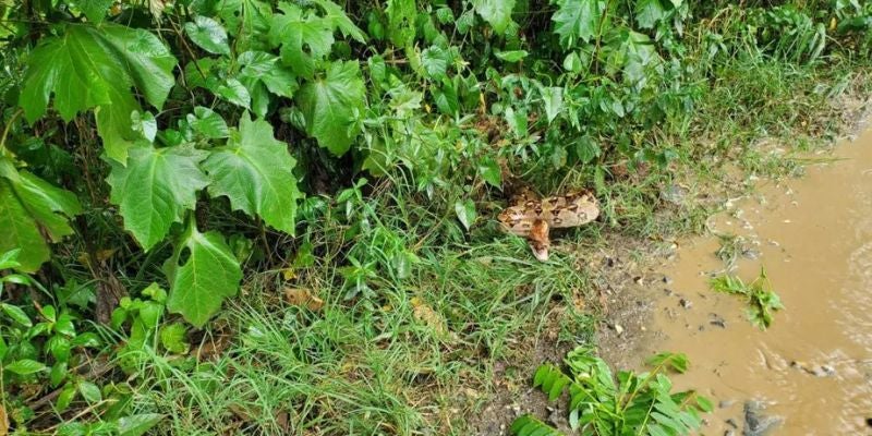 Hondureño descubre una enorme serpiente mientras lava su vehículo en una quebrada