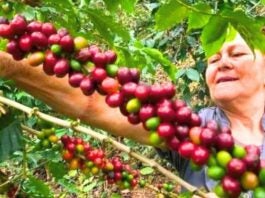 Emergencia cafetalera: alza de precios y clima extremo complican la producción