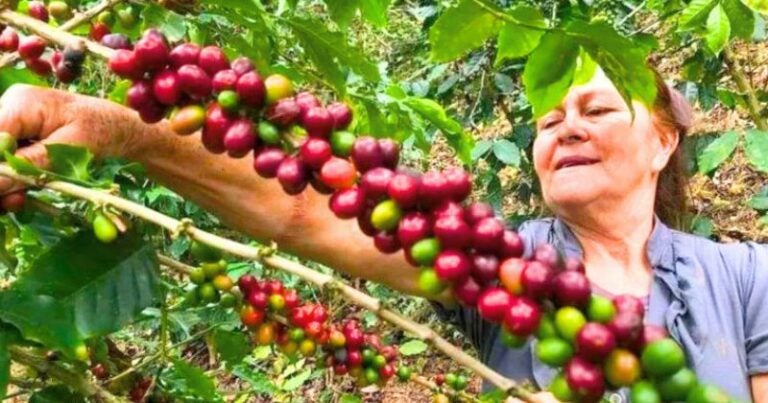 Emergencia cafetalera: alza de precios y clima extremo complican la producción