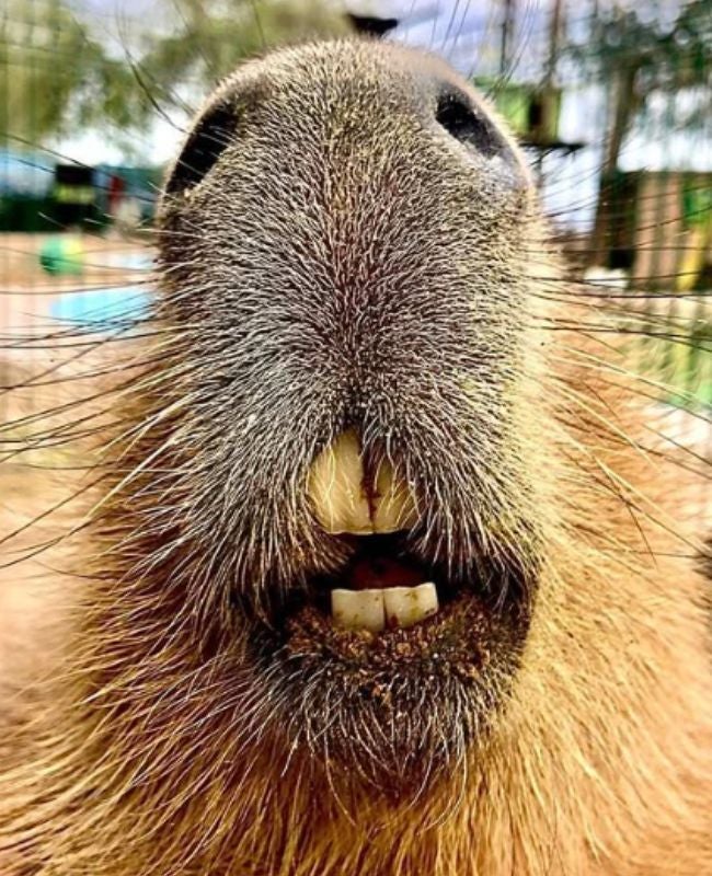 El fenómeno viral de los capibaras, de internet al mundo real