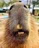 capibara-1