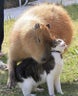 capibara