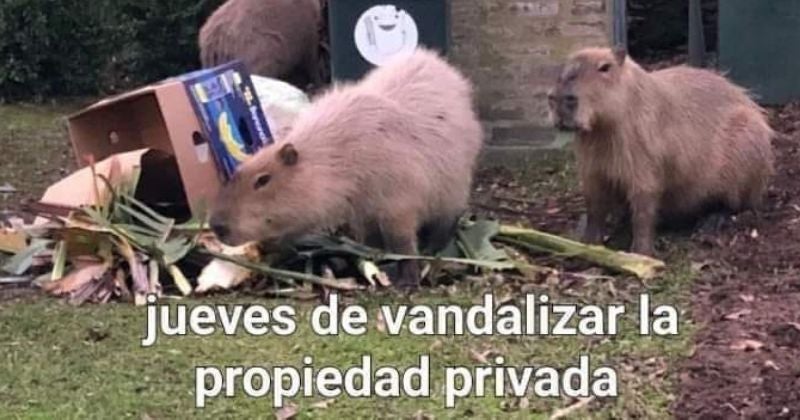 El fenómeno viral de los capibaras, de internet al mundo real