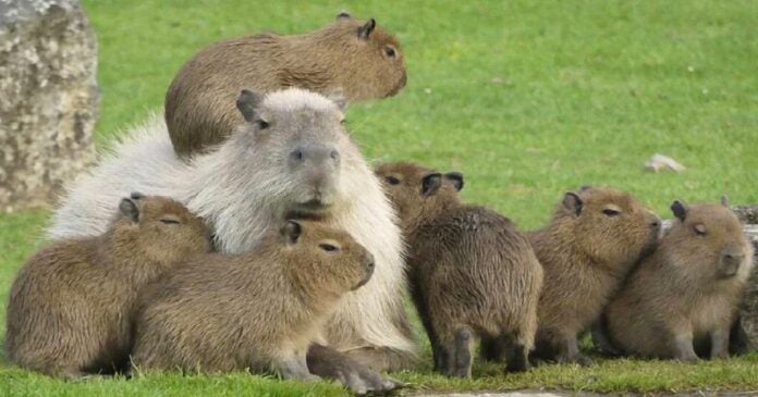 El fenómeno viral de los capibaras, de internet al mundo real