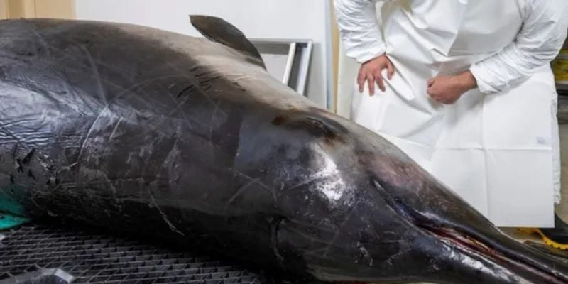 Encuentran una ballena con forma de delfín y dientes de pala ¿En dónde?