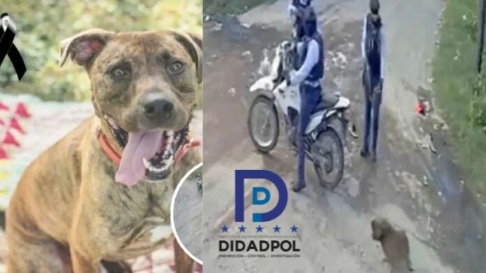 Didadpol investigación policía perro