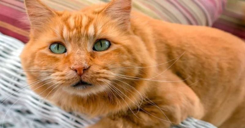 ¿Más de 110 años?, resuelven misterio del gato anaranjado