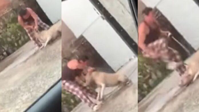 Autoridades rescatan a perro dueño golpeándolo