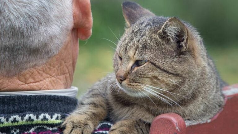 Mujer demanda a su esposo por darle más atención a su gato