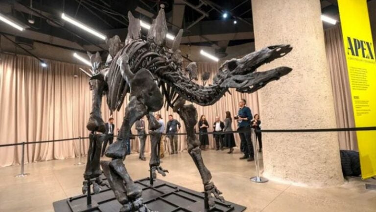 Fósil de dinosaurio más caro del mundo llega al Museo de Historia Natural