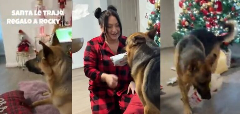 La tierna reacción de un perro al abrir su regalo de Navidad