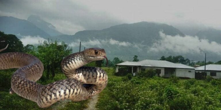 Descubren una serpiente ciega desconocida en las selvas de Honduras