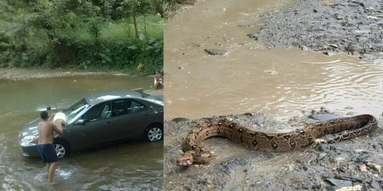 Hondureño descubre una enorme serpiente mientras lava su vehículo en una quebrada