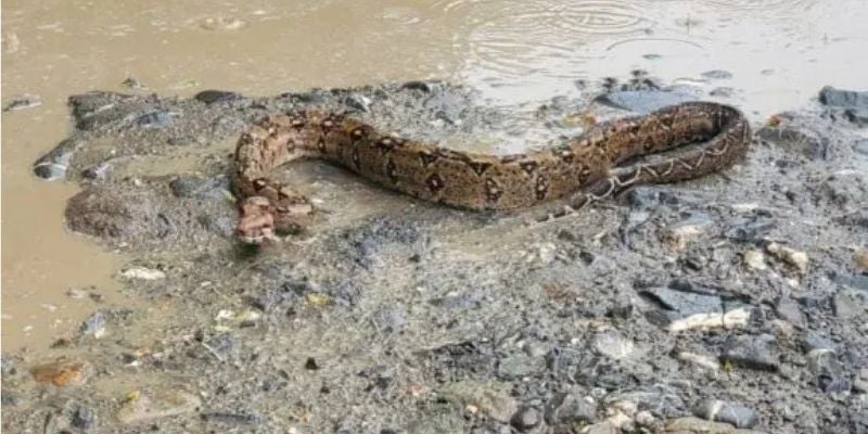 Hondureño descubre una enorme serpiente mientras lava su vehículo en una quebrada