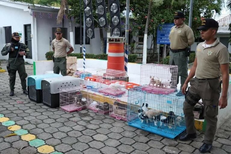 SPS: Rescatan 19 perros y 2 gatos en condiciones precarias en un bus