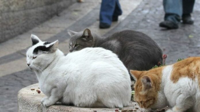 capturan mujer quemar gatos