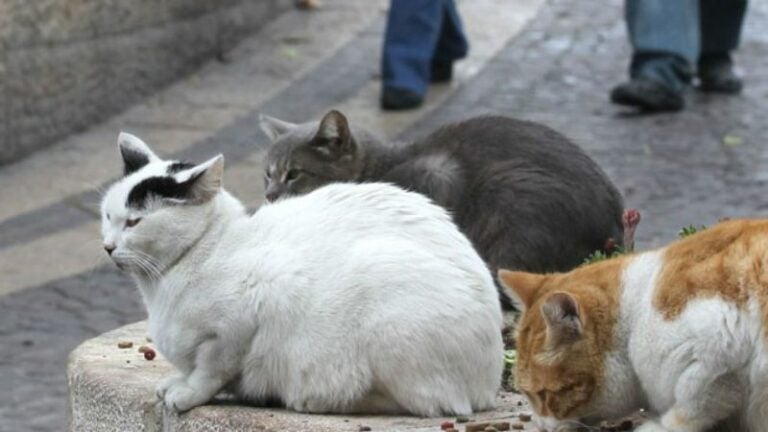 capturan mujer quemar gatos