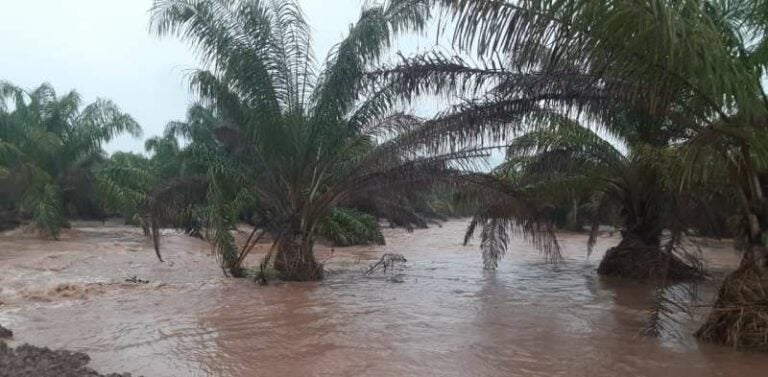 Lluvias constantes impiden la producción en el Bajo Aguan