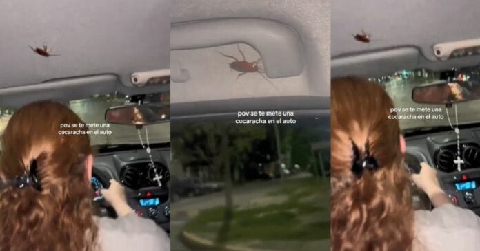 ¡Voy a chocar!, familia se asusta el ver cucaracha en su automóvil