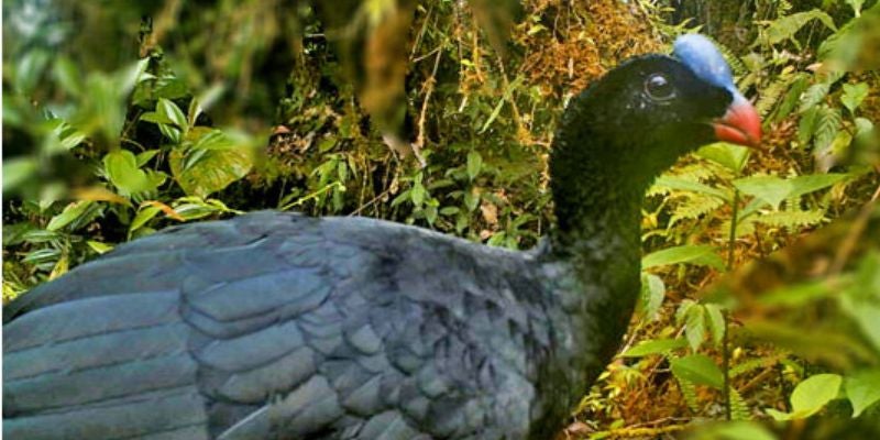 Captan a impresionante ave al borde de la extinción ¿Dónde fue?