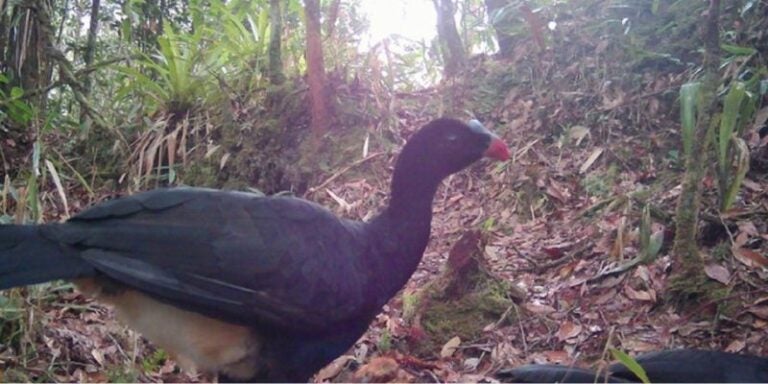 Captan impresionantes aves al borde de la extinción en reserva natural