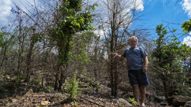 Sequía en Brasil sacude cafetales y dispara precios del grano a nivel mundial