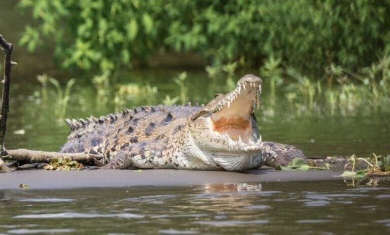 Habitantes de Alianza, Valle, están matando cocodrilos por temor a ataques