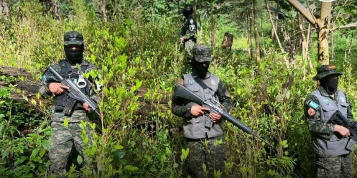 Autoridades incautan segunda plantación de hoja de coca en Atlántida