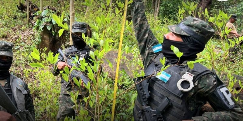  Autoridades incautan segunda plantación de hoja de coca en Atlántida