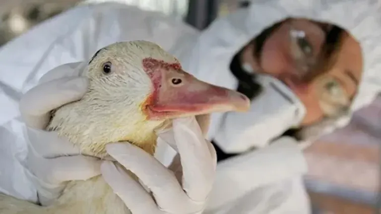 Gripe aviar en Nueva York: sacrifican 100,000 patos por brote