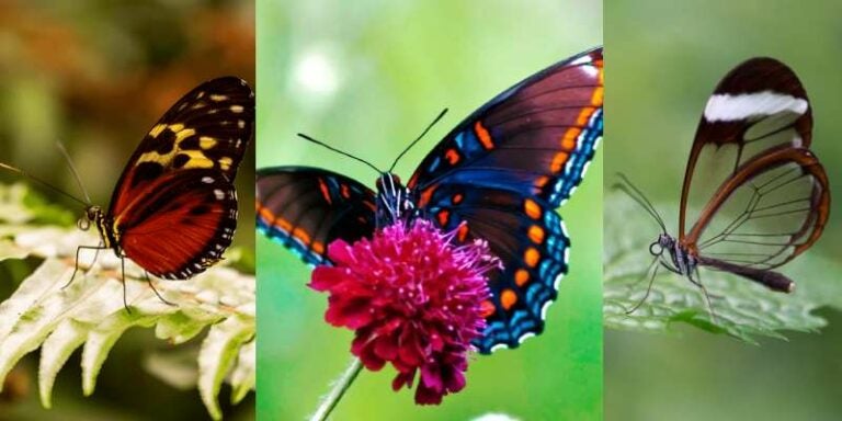 ¡Espectáculo natural! El Lago de Yojoa deslumbra con su Festival de Mariposas